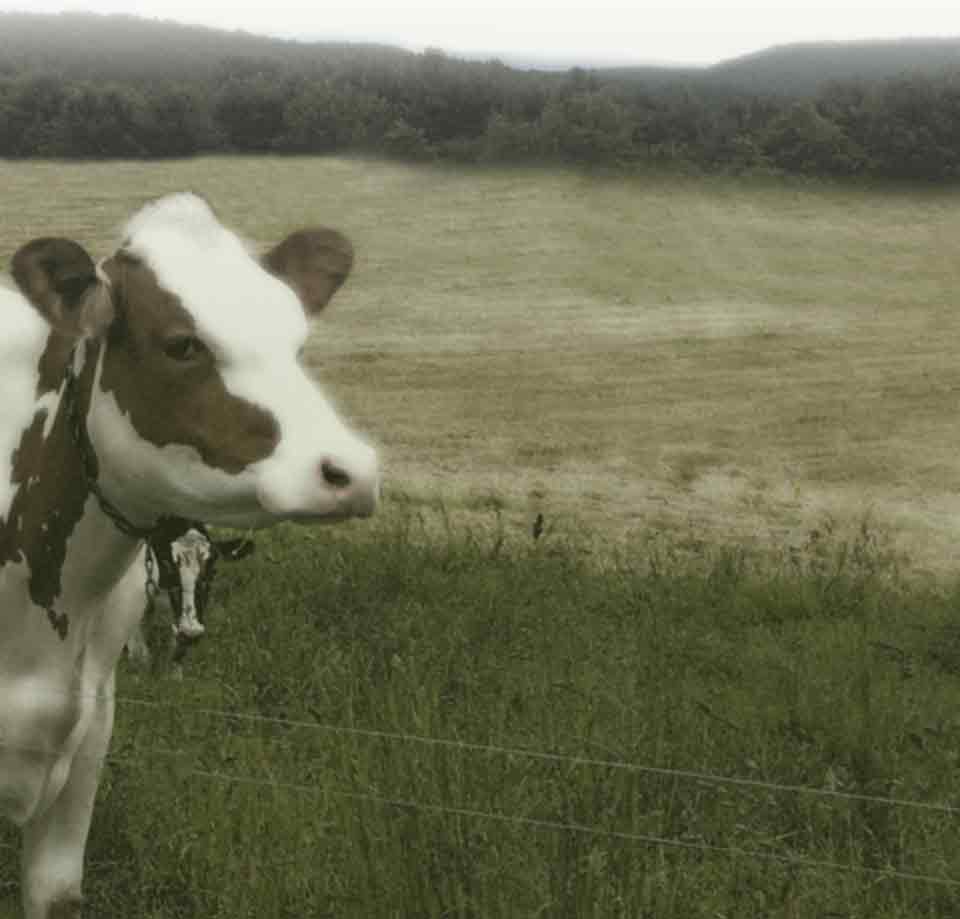 Picture of a Cow